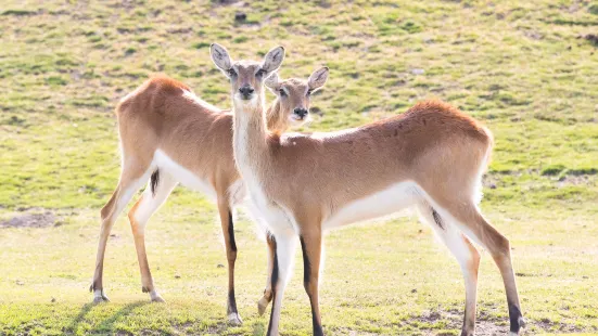 Veszprem Zoo