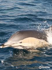 Turmares Whale Watching in Tarifa