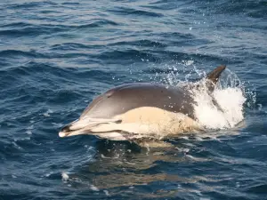 Turmares Whale Watching in Tarifa