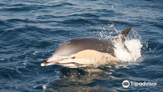 Turmares Whale Watching in Tarifa
