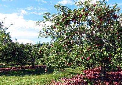 Apple Barrel Orchards