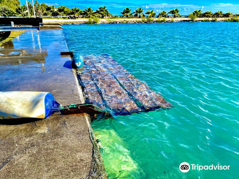 Vuelos Papeete Tikehau Atoll