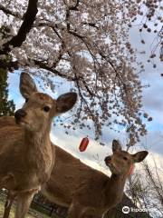 Yakushi Park