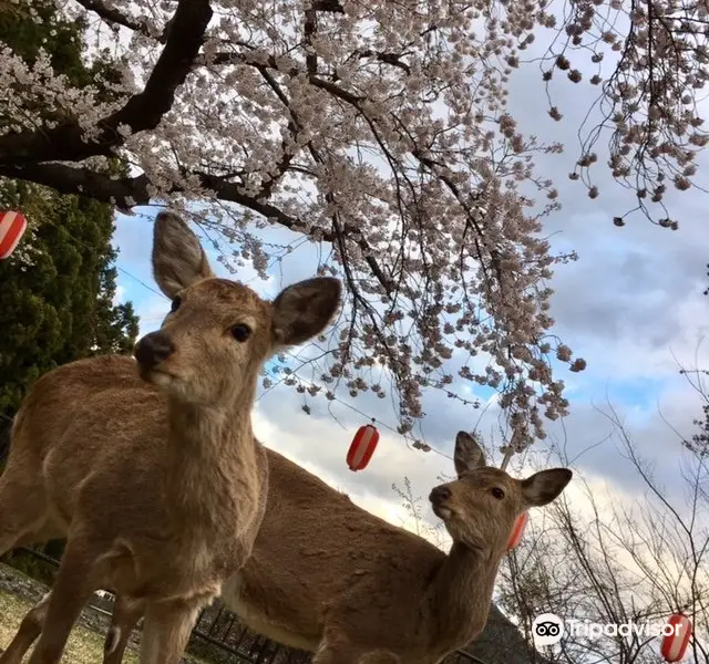 Yakushi Park