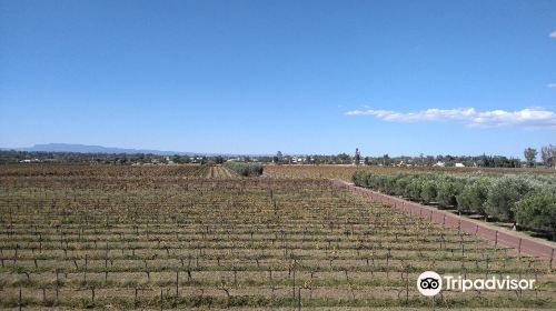 Vinedos Cuna de Tierra