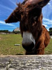 The Flicka Foundation Donkey Sanctuary