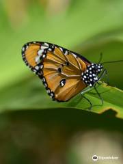 Zanzibar Butterfly Centre