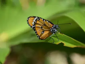 Центр бабочек Занзибара