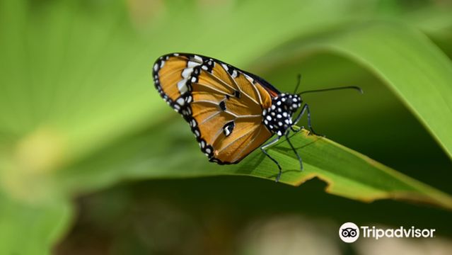 Центр бабочек Занзибара