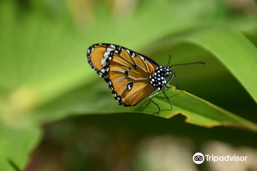 Zanzibar Butterfly Centre