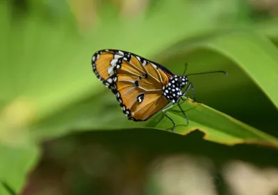 Zanzibar Butterfly Centre