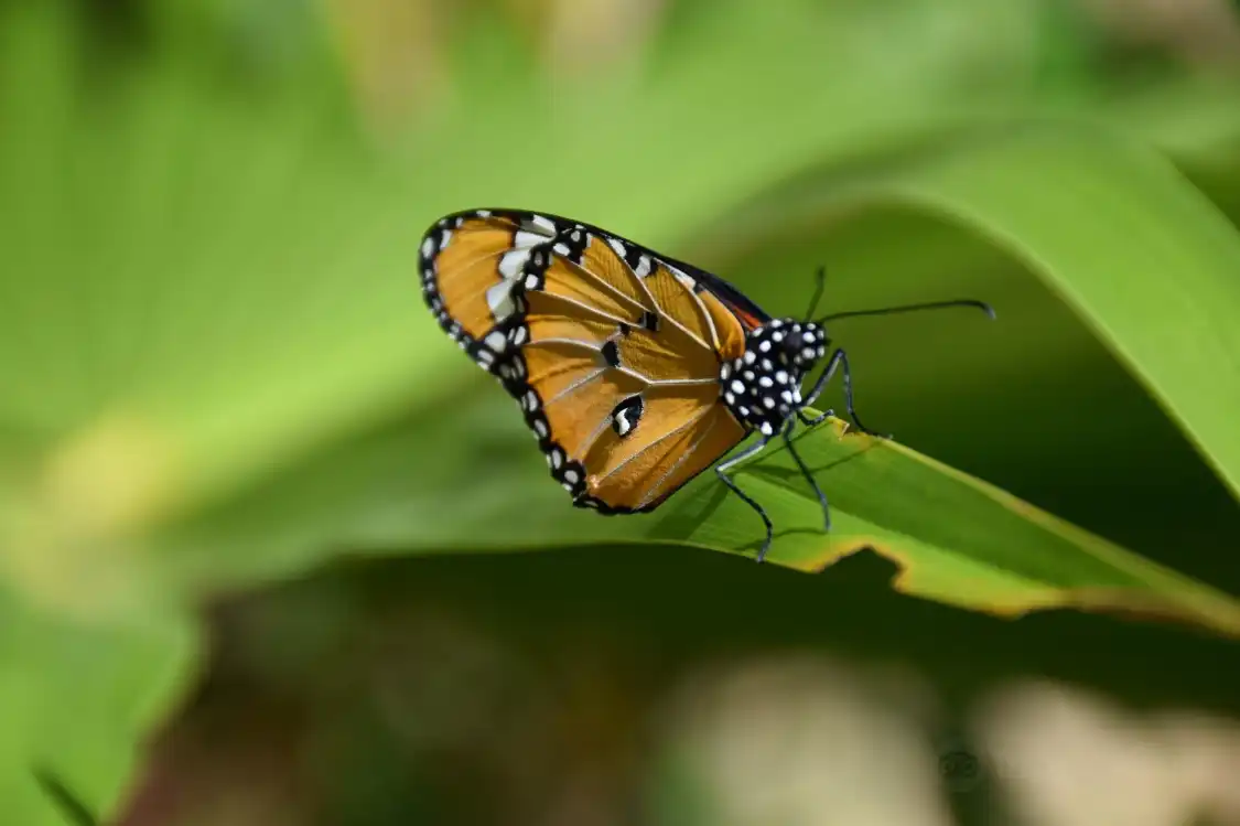Hotels near Zanzibar Butterfly Centre