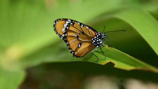 Zanzibar Butterfly Centre
