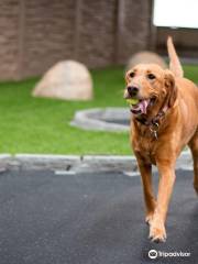 Wagg'n Indoor Dog Park