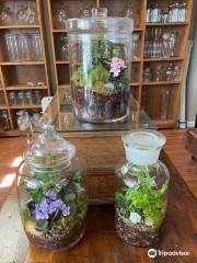 Silver Falls Terrariums