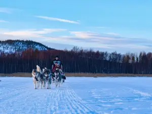 Pitea Sleddog Tours