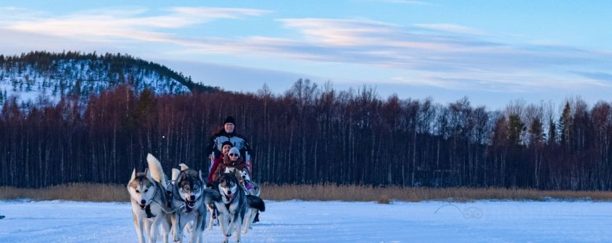 Pitea Sleddog Tours
