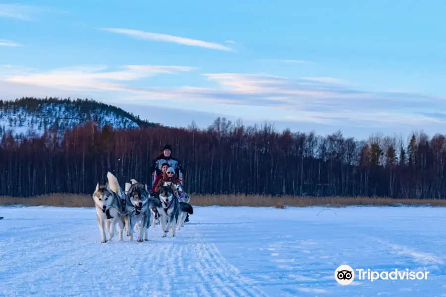 Pitea Sleddog Tours