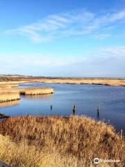 Farlington Marshes Nature Reserve