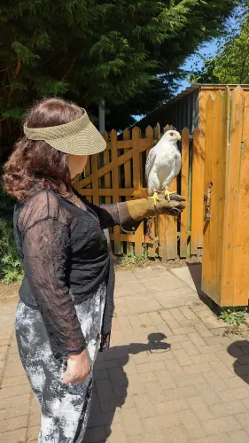 Strathblane Falconry