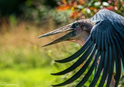 Gauntlet Birds of Prey – Eagle & Vulture Park, Knutsford