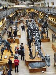 Galeries d'Anatomie Comparee et de Paleontologie