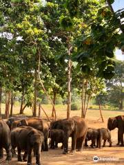 Elephant Transit Home