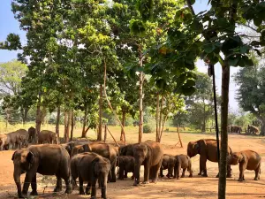 Elephant Transit Home