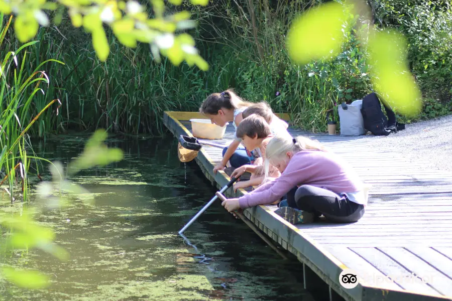 RSPB Fairburn Ings nature reserve