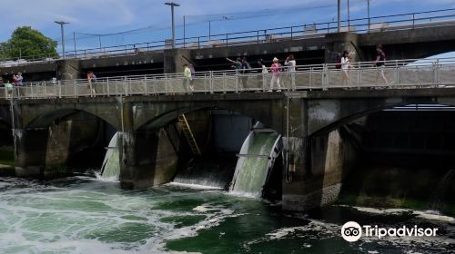 The Lake Washington Ship Canal Fish Ladder