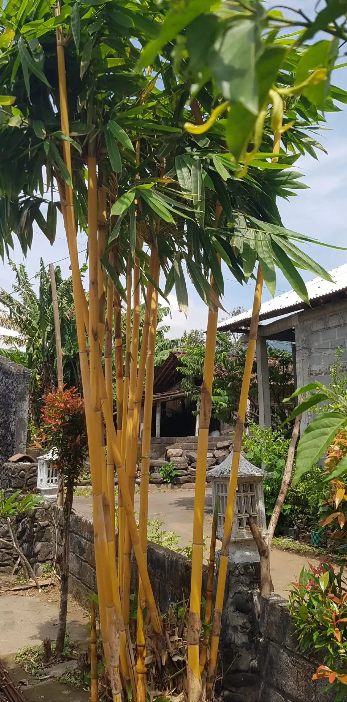 Hotels near Omah Pring