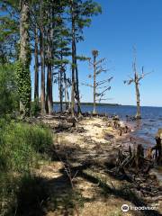 Pine Cliffs Recreation Area - Neusiok Trail