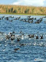 Harike Wetland and Bird Sanctuary