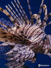 サウス・カロライナ水族館