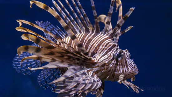 South Carolina Aquarium