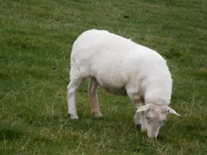 Friesische Schafskäserei