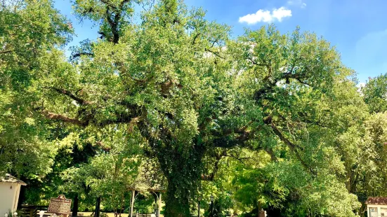 Evangeline Oak