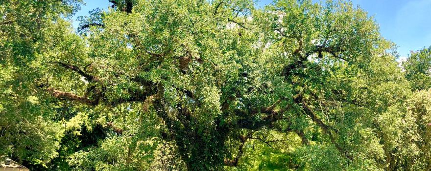 Evangeline Oak