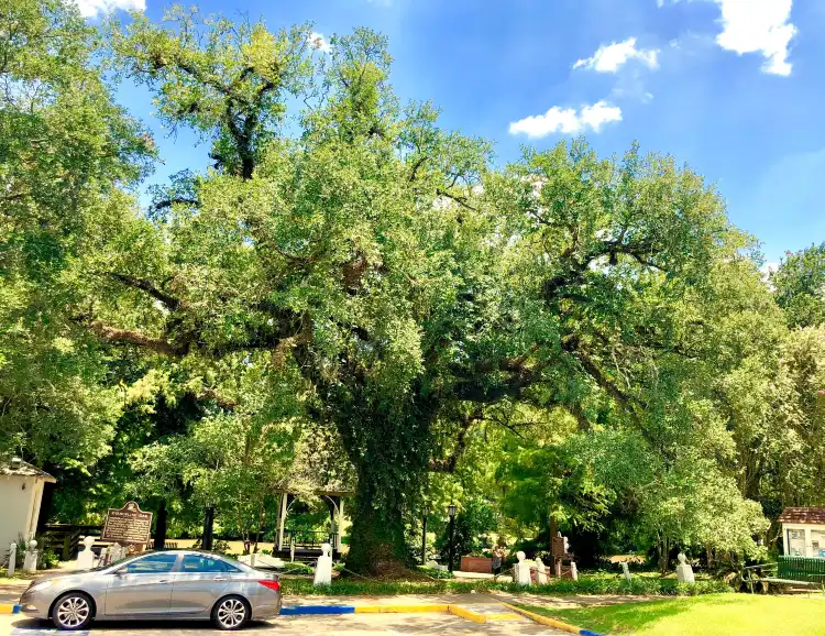 فنادق في Saint Martinville