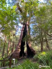 Giant Tingle Tree