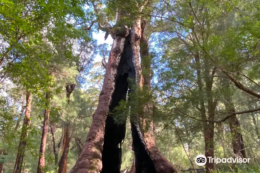 Giant Tingle Tree