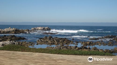 Monterey Bay Recreation Trail North-North West Seal Lions