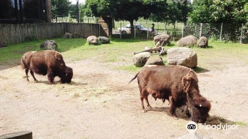 The Buffalo Zoo