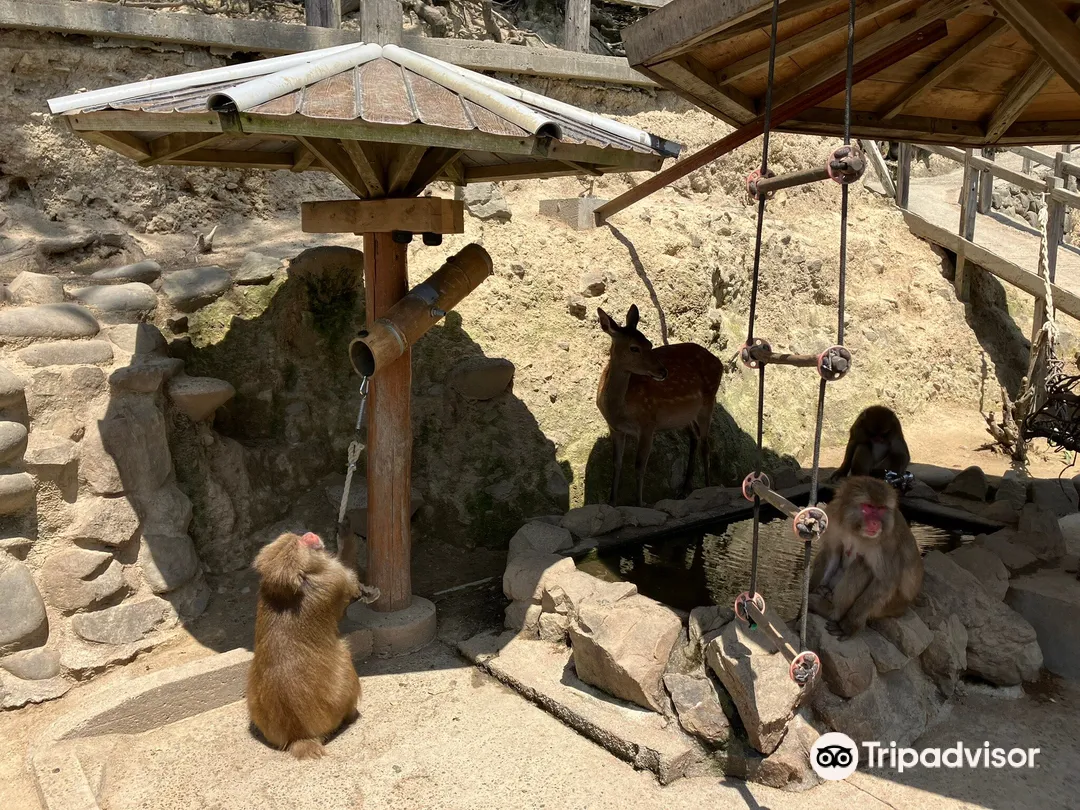 5_淡路島猴子中心