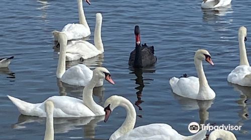 Abbotsbury Swannery