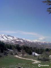 Tannourine Cedar Forest Nature Reserve