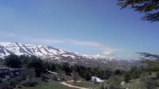 Tannourine Cedar Forest Nature Reserve