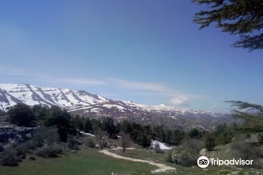 Tannourine Cedar Forest Nature Reserve