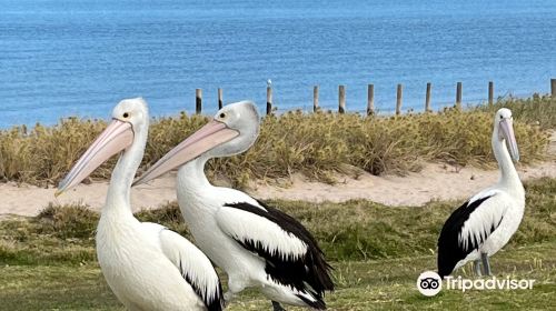 Pelican Feeding Point Kalbarri