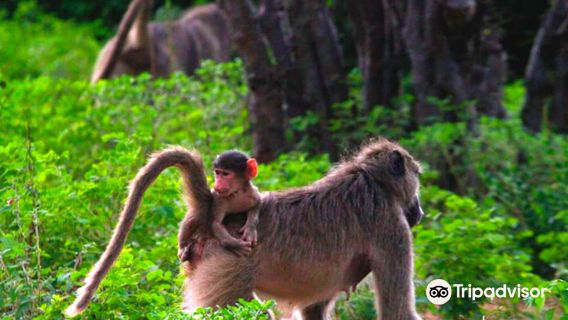 Marvelous Mobile Safari